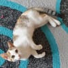 Liebes, dreifarbiges Kitten sucht Gesellschaft