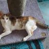 Liebes, dreifarbiges Kitten sucht Gesellschaft