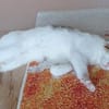 Liebes, dreifarbiges Kitten sucht Gesellschaft