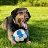 Kiba - toller Freund voller Tatendrang