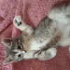 ZORA