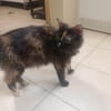 Chatouille "en cours d'adoption"