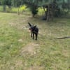 Szron