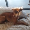 ALMA (Union Animal)