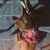 ALMA (Union Animal)