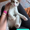 RODÉO A ADOPTER AVEC UN CHAT DÉJÀ PRÉSENT CHEZ VOUS