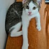 RODÉO A ADOPTER AVEC UN CHAT DÉJÀ PRÉSENT CHEZ VOUS