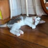 RODÉO A ADOPTER AVEC UN CHAT DÉJÀ PRÉSENT CHEZ VOUS