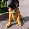 Aldo, le magnifico
