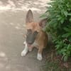 Isis la mini croisée malinoise