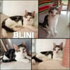 BLINI