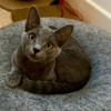 BASTET
