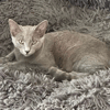 BASTET