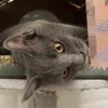 BASTET