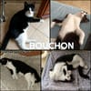 BOUCHON