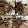 BUBBLE