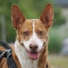 Notfall - Boomer verliert sein Zuhause