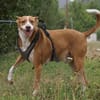 Notfall - Boomer verliert sein Zuhause