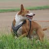 Notfall - Boomer verliert sein Zuhause