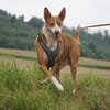 Notfall - Boomer verliert sein Zuhause