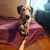 Askan sucht ein Zuhause