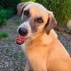 Lucy sucht ihr Fürimmerzuhause für ihren Lebensabend