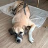 Lucy sucht ihr Fürimmerzuhause für ihren Lebensabend