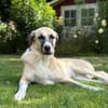 Lucy sucht ihr Fürimmerzuhause für ihren Lebensabend