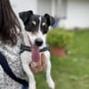 Stella - Aktive Jack Russell-Dame