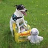 Stella - Aktive Jack Russell-Dame
