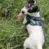 Stella - Aktive Jack Russell-Dame