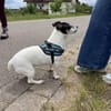 Stella - Aktive Jack Russell-Dame