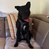 Dado - sanft wie eine Mimosenblüte