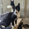 PÜPPI - Zartes Katzenmädchen sucht !