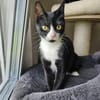 PÜPPI - Zartes Katzenmädchen sucht !
