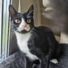 PÜPPI - Zartes Katzenmädchen sucht !
