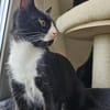PÜPPI - Zartes Katzenmädchen sucht !