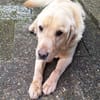 TIMMI sucht sein Zuhause