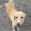 TIMMI sucht sein Zuhause