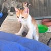 Nefeli & Orion suchen gemeinsam ein Zuhause