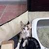 Nefeli & Orion suchen gemeinsam ein Zuhause
