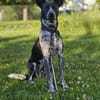 HANNES - sucht die Nadel im Heuhaufen!