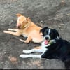 Millie & Ted suchen DICH!