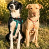 Millie & Ted suchen DICH!