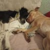 Millie & Ted suchen DICH!