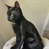 MOGLIE-kleiner Panther sucht sein Reich!