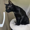 MOGLIE-kleiner Panther sucht sein Reich!