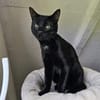 MOGLIE-kleiner Panther sucht sein Reich!