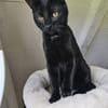 MOGLIE-kleiner Panther sucht sein Reich!