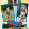 bezaubernder Welpenjunge Micky auf PS 92348